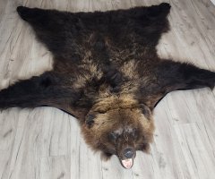 Шкура медведя 208см