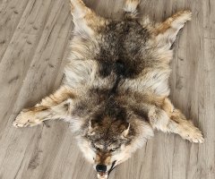 Шкура северного волка 125см