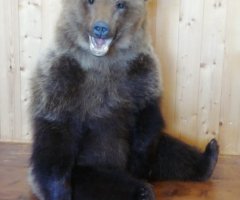 Чучело медведя в наличии