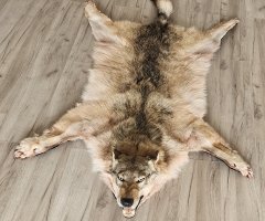 Шкура северного волка 147 см