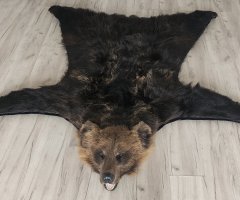 Шкура медведя 170см