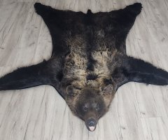 Шкура медведя 177см Шкура медведя 177см