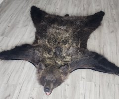 Шкура медведя 160см Шкура медведя 160см