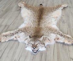 Шкура рыси 118см