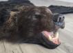 Шкура медведя 180см