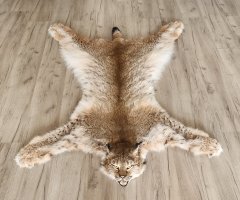Шкура рыси 128см