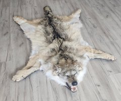 Шкура северного волка 135см