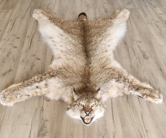 Шкура рыси 125см