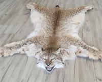 Шкура рыси 118см