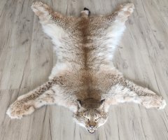 шкура рыси 128см