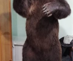 Чучело медведя