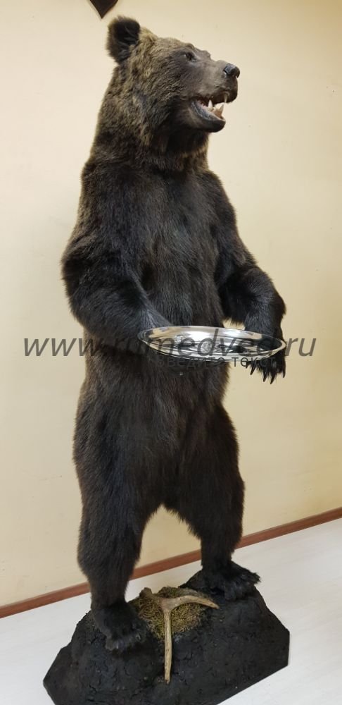 Время года, когда была добыта шкура медведя